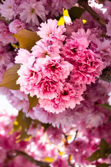 Pinkfarben Blüten in voller Pracht.

Deatilreiche pinke Blüten im sanften Licht fotografiert. Betont wird die Farbintensität und das filigrane Blütenmuster.