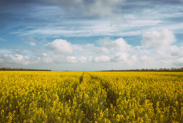 An endless field of blooming yellow rapeseed under a blue sky.