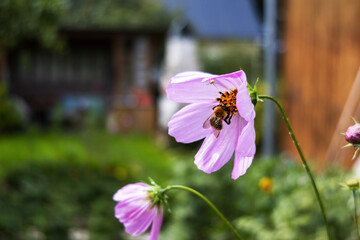  bee collects nectar and pollen from purple flowers