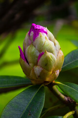 Closed flower bud, flowers in bud, flower in garden, flower on green background