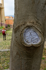 Macro del tronco di un albero , nel punto in cui e' stato tagliato un ramo, taglio la cui forma...