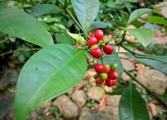 Psychotria asiatica is a shrub or tree-shaped plant from the Rubiaceae family (coffee family). It originates from a subtropical biome that is spread from Indo-China to Japan and the Malay Peninsula.