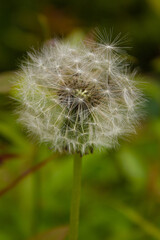 dandelion flower, mother and stepmother, flower in the park, flower on a green background