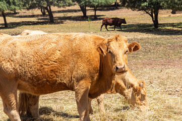 Farm Moments: One Watches, the Other Savors Its Meal on a Warm Day.