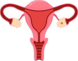 Vector Illustration of Female Reproductive System Including Uterus, Fallopian Tubes, and Ovaries. Flat Design for Medical and Educational Use