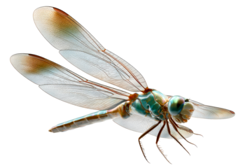 Dragonfly illustration with transparent wings in natural pose