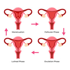Female Menstrual Cycle Illustration. Female Reproductive System. Uterus. Phase of Menstruation Cycle.