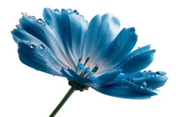 Bright blue flower with water droplets on transparent background