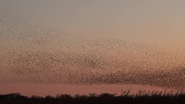 Starling bird murmuration in the sky during sunset at the end of a winter day. Huge groups of starlings flying (Sturnidae) in the sky moving in shape-shifting clouds before the night. Sparrow hawks bi