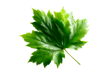 Fresh green maple leaf with detailed texture on transparent background