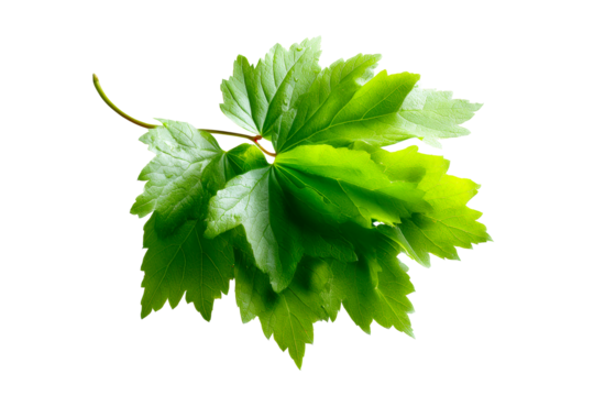 Green leafy branch with vibrant texture and natural patterns