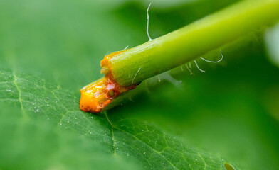 Chelidonium majus is a poisonous, perennial plant from the poppy family. It acts via the central...