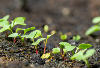 small fresh radish plants on a home farm in the countryside
