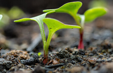 small fresh radish plants on a home farm in the countryside
