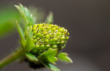 Strawberry, green fruit macro close-up, garden cultivation background