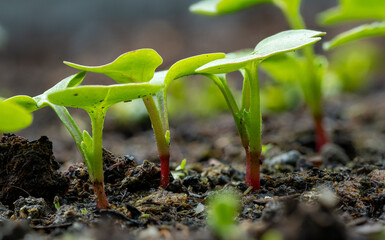 small fresh radish plants on a home farm in the countryside

