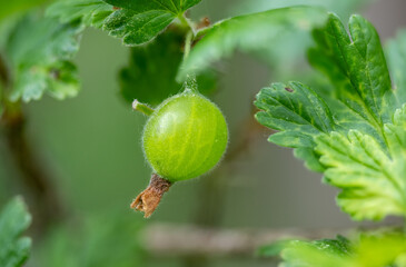 Gooseberry - detail of green fruit, organic farming in a garden in the countryside.