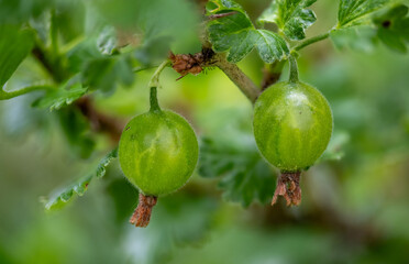 Gooseberry - detail of green fruit, organic farming in a garden in the countryside.
