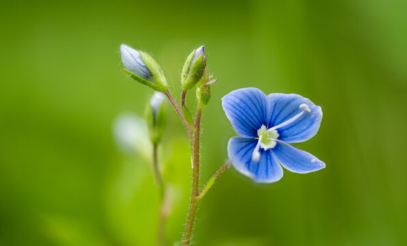 eronica chamaedrys - small medicinal flower, macro detail