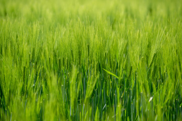 Green field with grain, close-up on nature background
