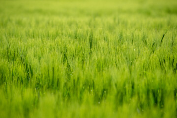 Green field with grain, close-up on nature background