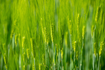 Green field with grain, close-up on nature background