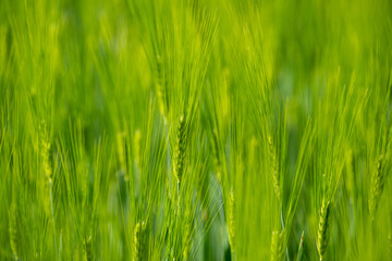 Green field with grain, close-up on nature background