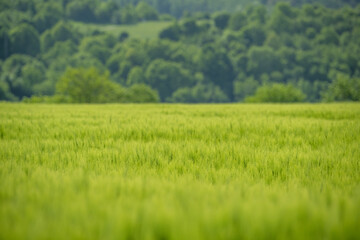 Obraz premium Green field with grain, close-up on nature background