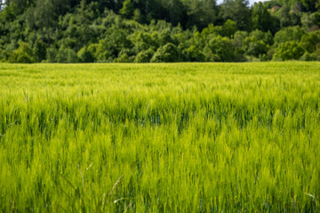 Fototapeta premium Green field with grain, close-up on nature background