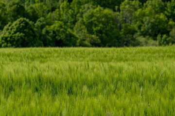 Obraz premium Green field with grain, close-up on nature background