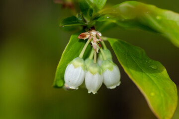 Canadian blueberry macro close-up, garden growing background
