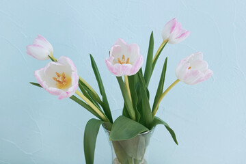 White pink tulips bouquet in a glass vase on a light blue background.
