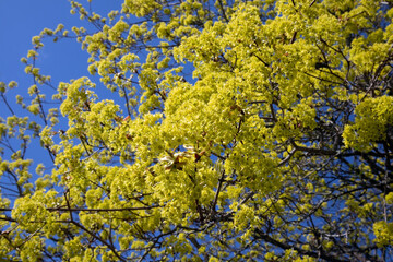 Acer platanoides, Norway maple flowers, Finland