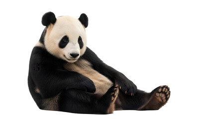 Giant Panda Sitting, Transparent Background Image
