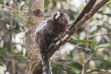 Fototapeta premium Marmoset Monkey in tropical rainforest tree Rio de Janeiro Brazil.