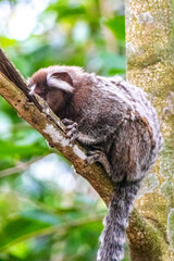 Marmoset Monkey in tropical rainforest tree Rio de Janeiro Brazil.