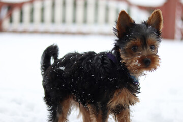 yorkshire terrier portrait