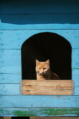 Ginger cat in a doghouse. Domestic pets.