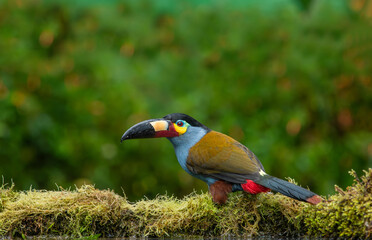 The mountain plate-billed toucan is native to the western slopes of Ecuador and extreme southern Colombia, and inhabits the high-altitude moist montane forests of the Andes.