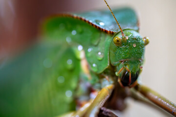 Rain-Kissed Katydid in Macro Detail