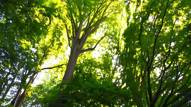 Bottom up view of large green trees with sun shines through the leaves 4k 60fps