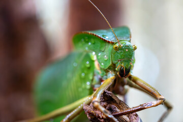 Rain-Kissed Katydid in Macro Detail