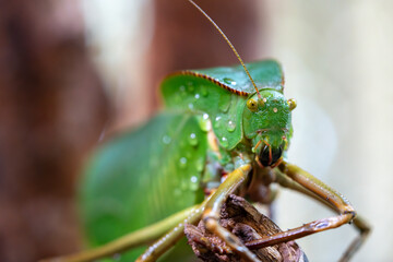 Rain-Kissed Katydid in Macro Detail