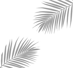 Naklejka premium palm leaf shadow isolated on white background