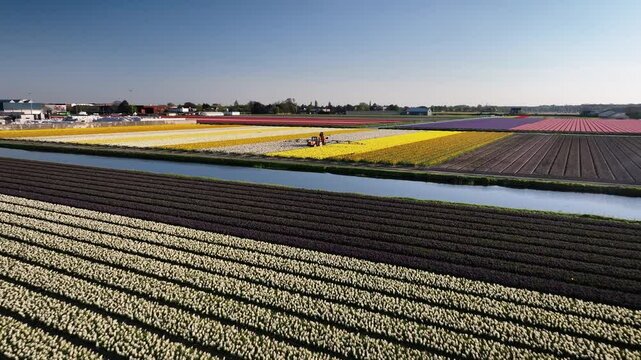Fly forward over rows of blooming daffodils and tulips in spring toward a tractor equipped with a fertilizer or pesticide sprayer, driving through rows of blooming flower fields in spring.