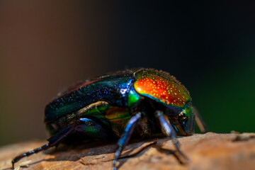 Iridescent Jewel Beetle on Bark Close-Up