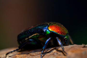 Iridescent Jewel Beetle on Bark Close-Up