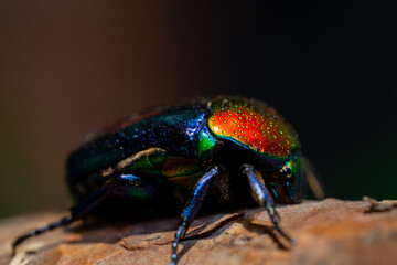 Iridescent Jewel Beetle on Bark Close-Up