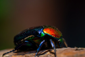 Iridescent Jewel Beetle on Bark Close-Up