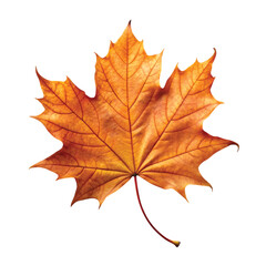 Fototapeta premium Dry Maple Leaf: isolated dry maple leaf, curled and orange-brown, autumnal element, PNG